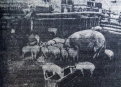 В 1957-м свиноматка Липа третьим опоросом принесла 23 поросенка, всего за год родила 54 поросенка.