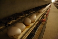 Сегодня яйценоскость на птицефабрике — 92 процента.