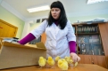 Во время тестирования за день через теплые руки Яны Шумаковой проходит несколько тысяч цыплят.