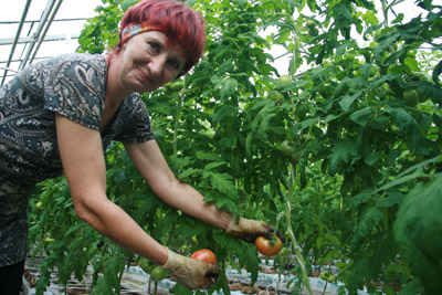 Сегодня на «Тепличном» снимут второй в этом году урожай томатов.