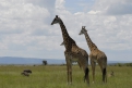 Красавцы жирафы с удовольствием позируют перед камерами путешественников.