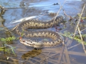 Ядовитые змеи облюбовали водоем в Свободненском районе.