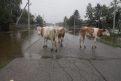 По селу расхаживают коровы, выискивая места посуше и посытнее.