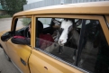 Во Владимировке проживает 650 жителей и около 200 голов разнокалиберного скота.