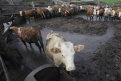 1200 голов элитного скота страдает от голода в отрезанном водой колхозе