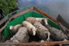 Фермер поселил баранов, коз и собак  на собственном корабле