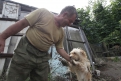 Благовещенский Мазай спасает собак из затопленных сел