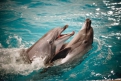 Сценические имена пары двенадцатилетних дельфинов — Флори и Зель.