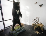 Гималайский медведь поселился в областном краеведческом музее
