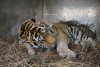 Раненый амурский тигр обосновался в Приморском сафари-парке