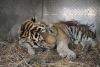 Причину смерти найденного в Архаринском районе тигра установит вскрытие