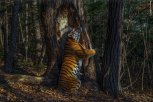 За секунду до кадра: парк «Земля леопарда» раскрыл секрет самой известной фотографии амурского тигра