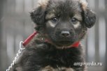 У Рыжули ранено копыто, а приюту нужны корм и подстилки: читатели АП просят помочь животным