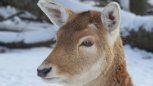 В центре Благовещенска нашли мертвую косулю 