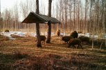 Обитатели амурских заказников съели в лесных столовых больше 200 тонн зерноотходов и овощей