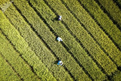 100 лет назад Амурская область выращивала рис: почему сегодня фермеры не верят в азиатскую культуру