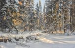 Спасатели не нашли следов пропавшего амурчанина на охотничьих тропах в тайге