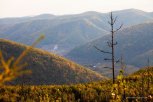 В Амурской области на известном месторождении планируют построить золотоизвлекательную фабрику