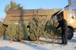 В столице Амурской области начнется продажа сосен и елок
