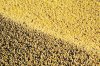 Почти полмиллиона тонн сои, зерна и продуктов их переработки экспортировала Амурская область за год