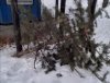 В Тынде перед Новым годом неизвестные вырубили елки на территории больницы