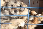 На создание приютов для животных в Амурской области требуется 67 миллионов