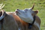 В Архаринском районе выявлен случай бешенства у коровы
