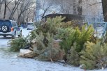 Мини-зоопарк в Благовещенске принимает новогодние елки на корм и подстилки животным