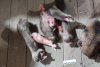 В Мазановском районе браконьеры устроили погоню и спустили на полицию собаку