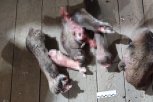 В Мазановском районе браконьеры устроили погоню и спустили на полицию собаку