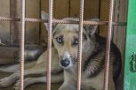 Первый амурский приют для животных с модульными вагончиками появится в Шимановске