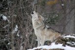 Амурские депутаты предлагают повысить плату охотникам за волчью шкуру