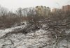 Неизвестные вырубили Левашовскую рощу в Благовещенске