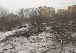 Неизвестные вырубили Левашовскую рощу в Благовещенске