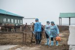 В Амурской области зафиксирован второй случай бешенства у домашнего скота