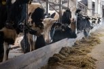 В Ивановском районе стартовало строительство молочной мегафермы