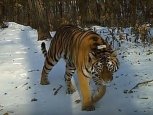 Амурская тигрица Елена без связи: GPS-передатчик в ошейнике выработал свой ресурс