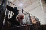 В Серышевском районе планируется строительство молочного комплекса