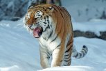 Напугавший амурчан тигр пообедал стокилограммовым кабаном