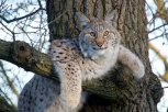 Дикая рысь зашла в амурское село и съела домашнюю кошку