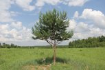 В 2020 году Сбербанк сэкономил 60 вагонов бумаги