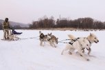 В упряжке лайки и маламуты: в Ивановке готовятся к собачьим бегам