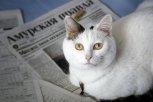 5 фактов об «Амурской правде» и 5 правил эффективного чтения: утро с именинницей—АП