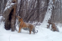 Фото: Скрин с видео с фотоловушек центр «Амурский тигр»