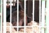 Медведи Амурского эколого-туристического центра вышли из спячки раньше времени