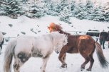 7 фото амурских хаски, как решить проблему методом «6 шляп» и рецепт: утро с «Амурской правдой»