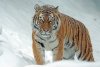 В Амурской области тигриный ажиотаж: жители приписывают следы животных полосатым хищникам