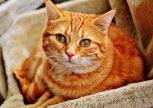 Собираем мартовских котов: «Амурская правда» объявляет фотоконкурс домашних питомцев