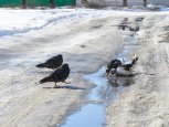 Ветреная неделя с потеплением: прогноз погоды в Амурской области на вторую семидневку марта