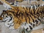 В Хабаровском крае задержали браконьеров, убивших амурского тигра
